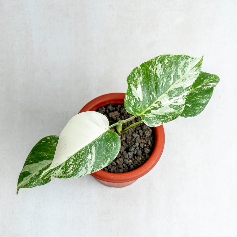 Monstera Albo Variegated