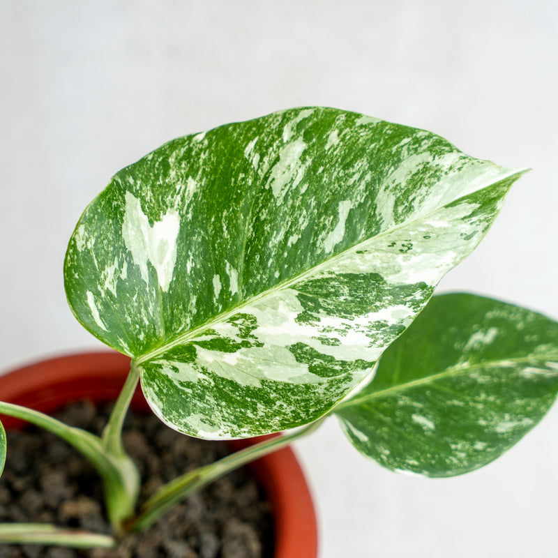 Monstera Albo Variegated
