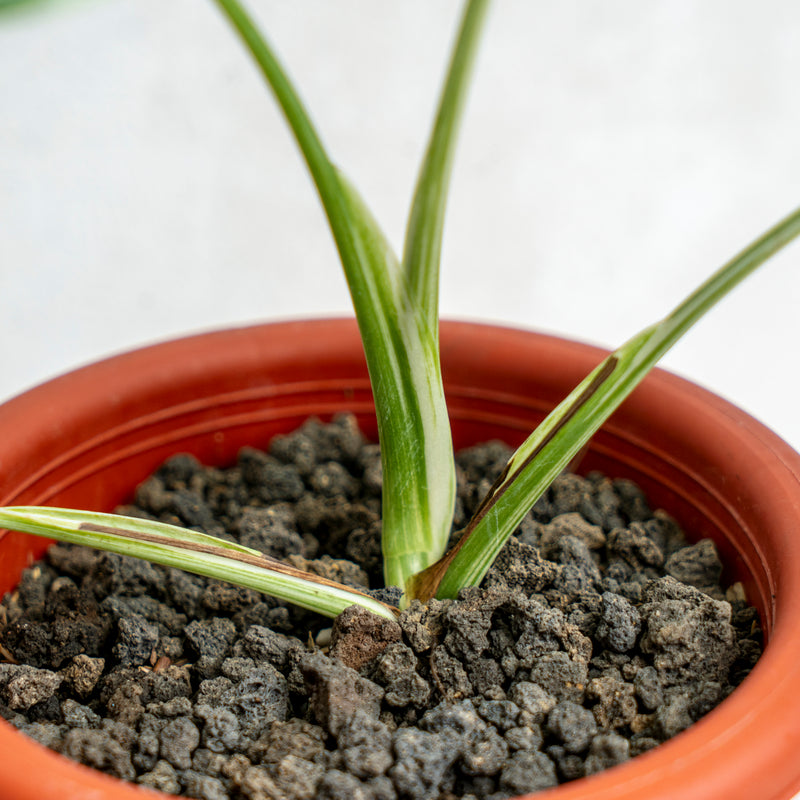 Monstera Albo Variegated