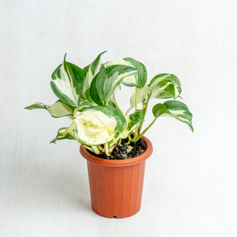 Epipremnum Pinnatum Manjula