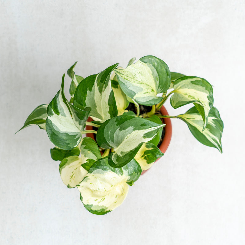 Epipremnum Pinnatum Manjula