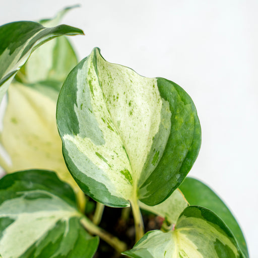 philodendron manjula Epipremnum Pinnatum Manjula — Aroidasia