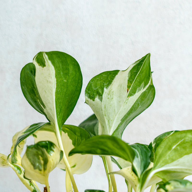 Epipremnum Pinnatum Manjula