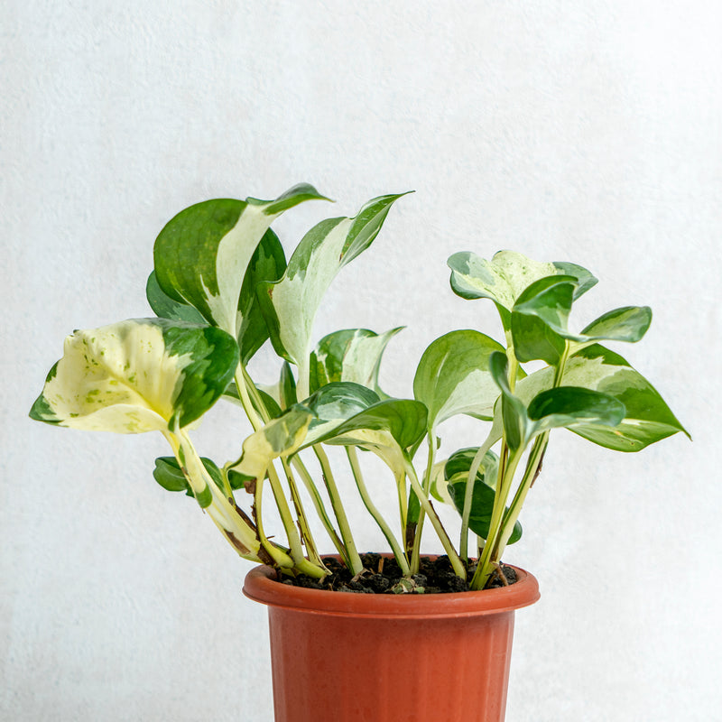 Epipremnum Pinnatum Manjula