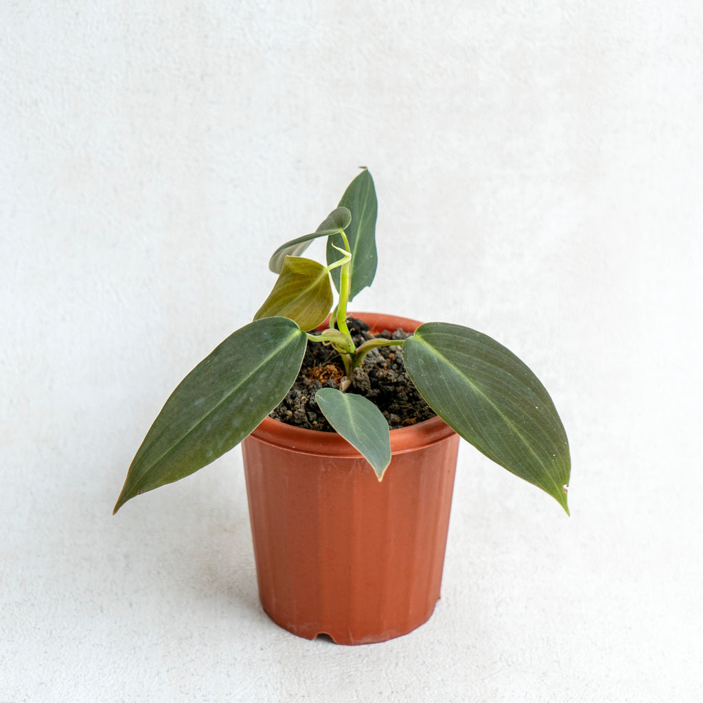 philodendron gigas for sale Philodendron Gigas — Aroidasia
