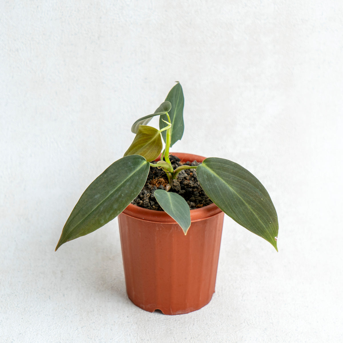 Philodendron Gigas — Aroidasia
