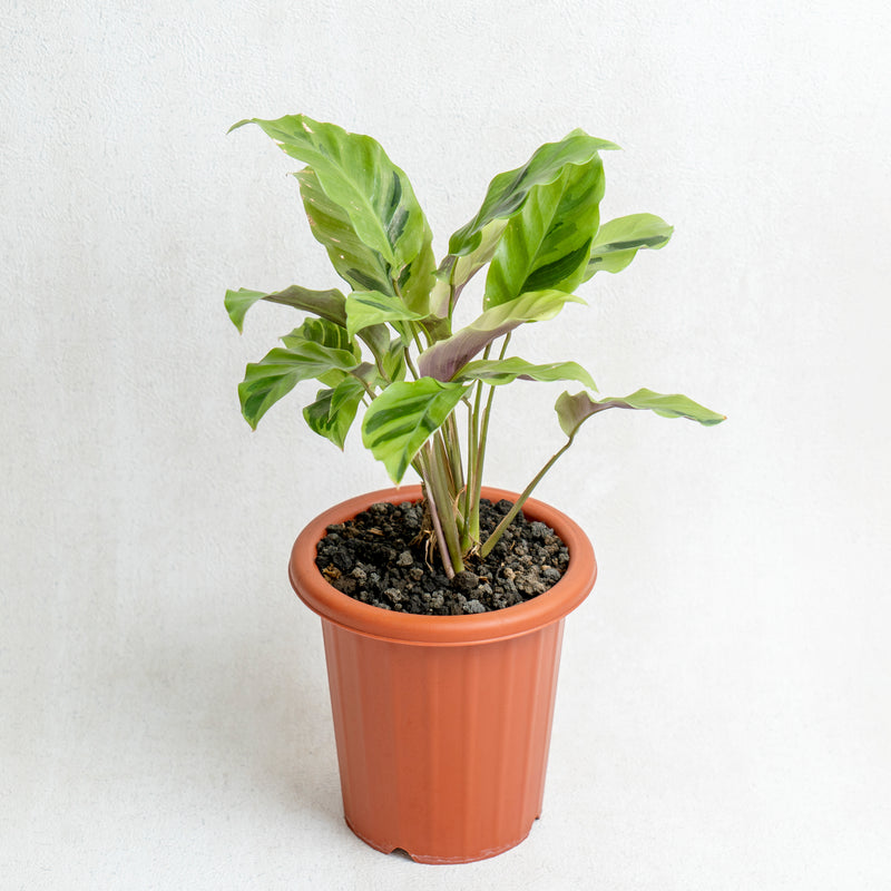 Calathea Yellow Fushion