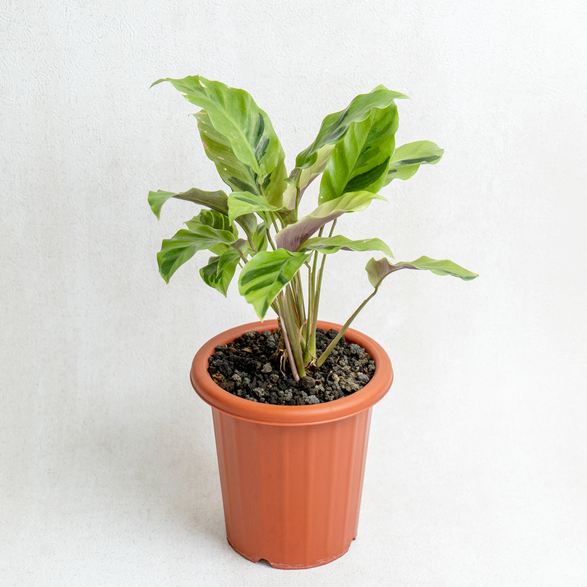 Calathea Yellow Fushion — Aroidasia