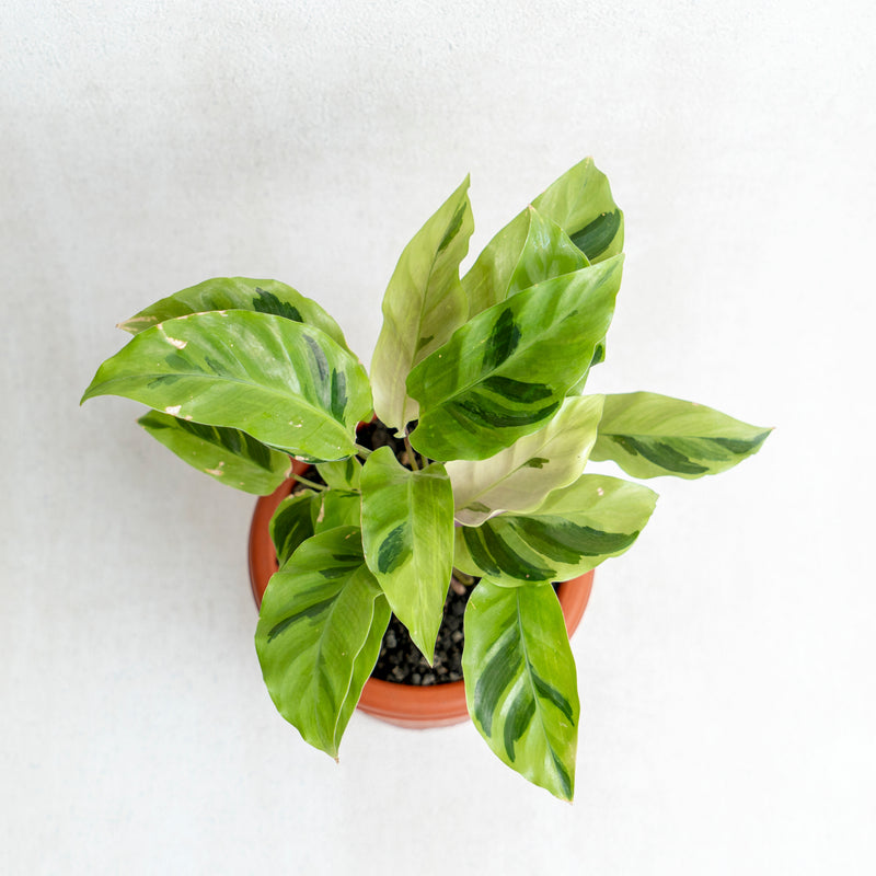 Calathea Yellow Fushion