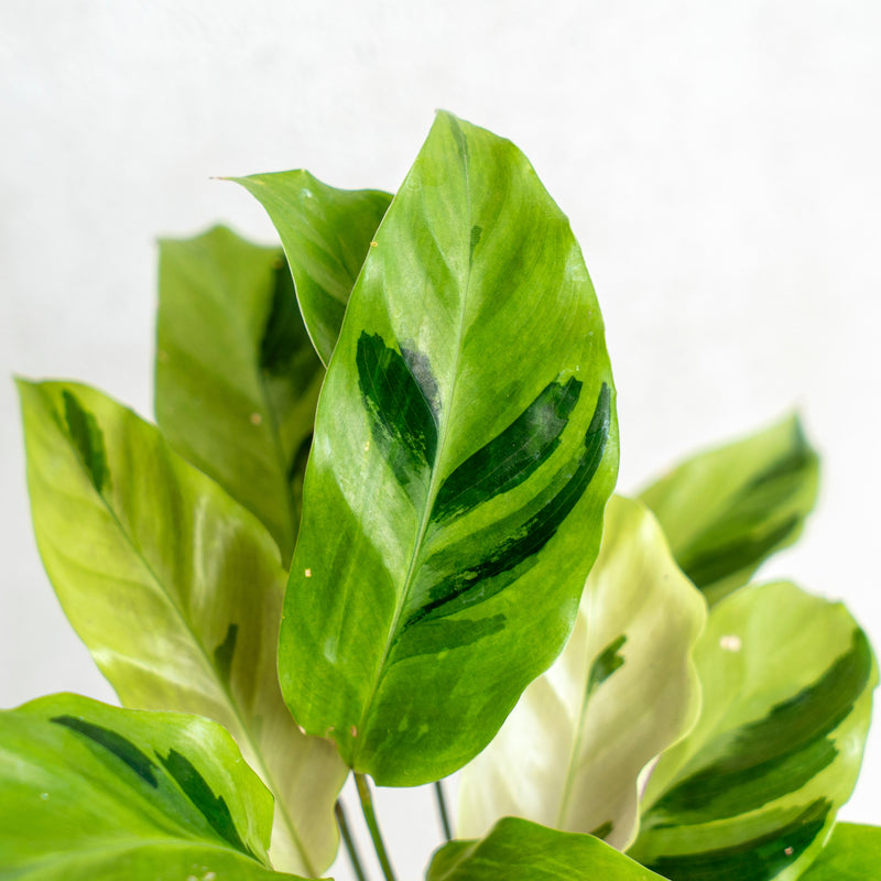 Calathea Yellow Fushion