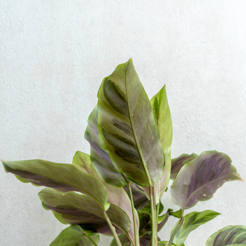 Calathea Yellow Fushion