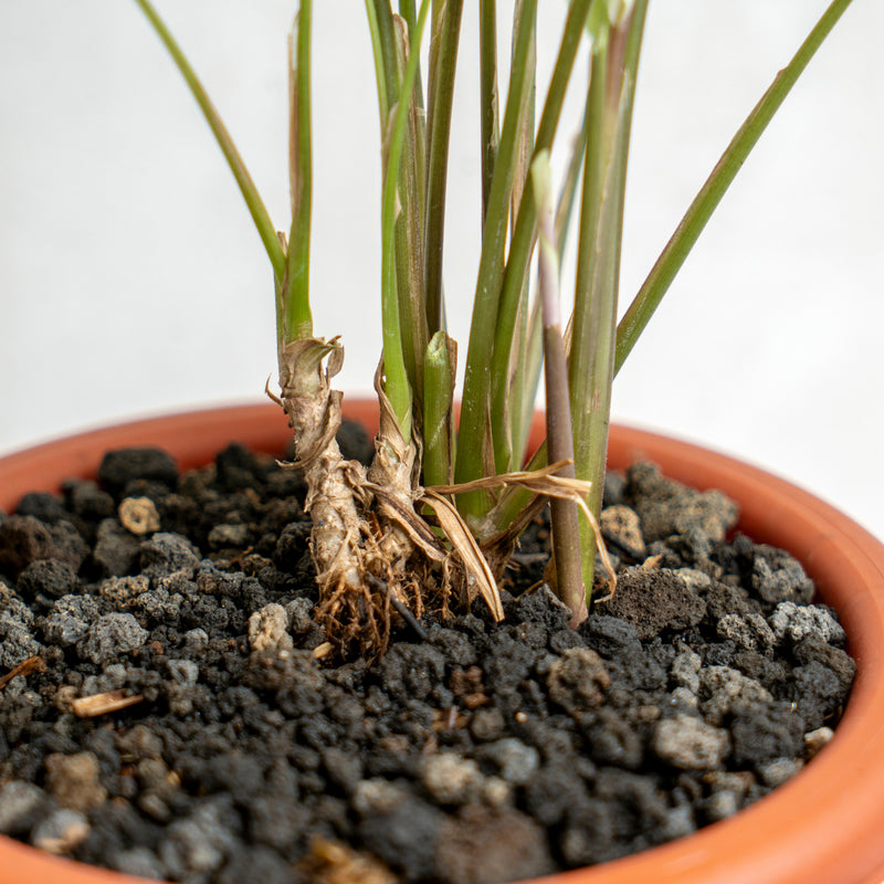 Calathea Yellow Fushion