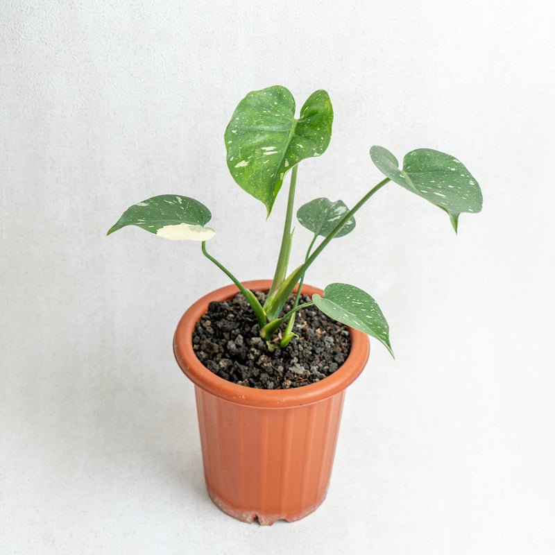 Monstera Thai Constellation