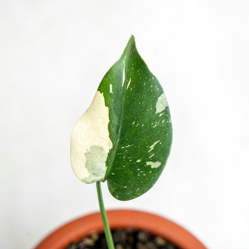 Monstera Thai Constellation
