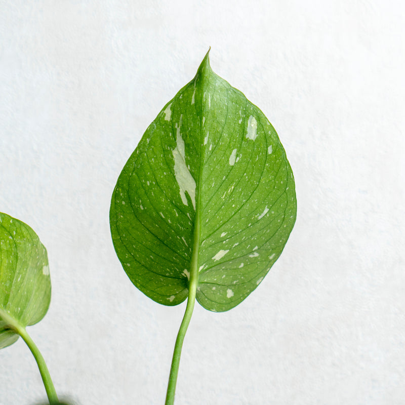 Monstera Thai Constellation