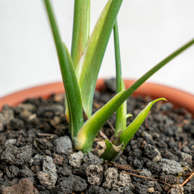 Monstera Thai Constellation