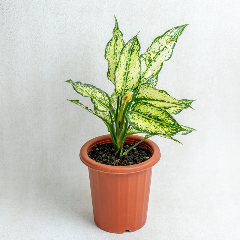 Aglaonema Snow White