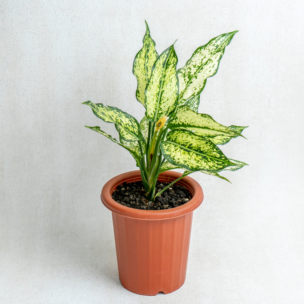 Aglaonema Snow White — Aroidasia