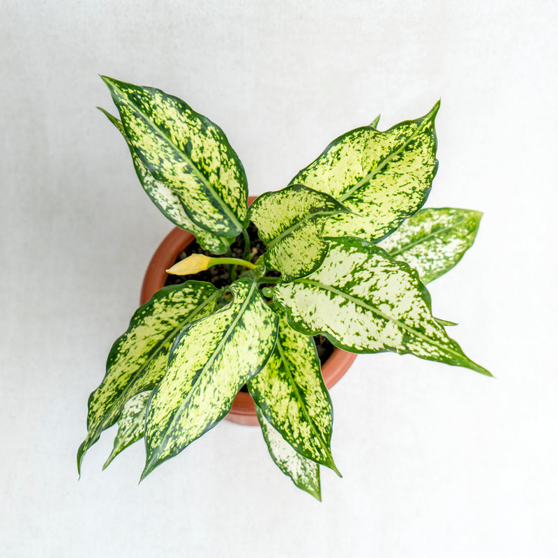 Aglaonema Snow White