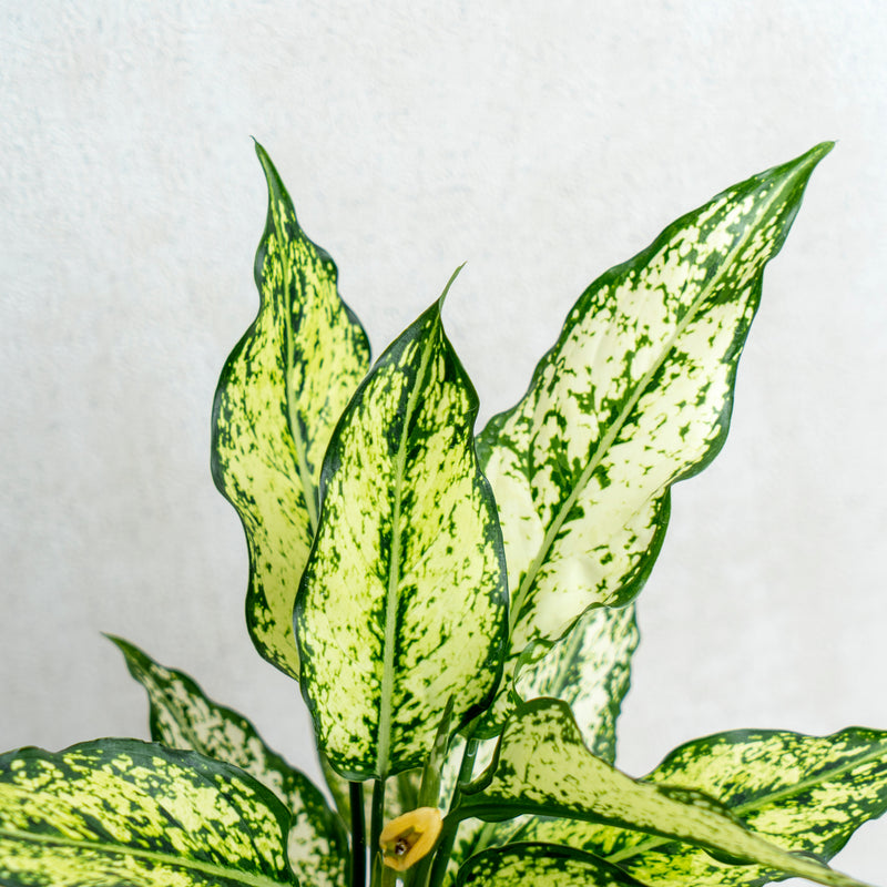 Aglaonema Snow White