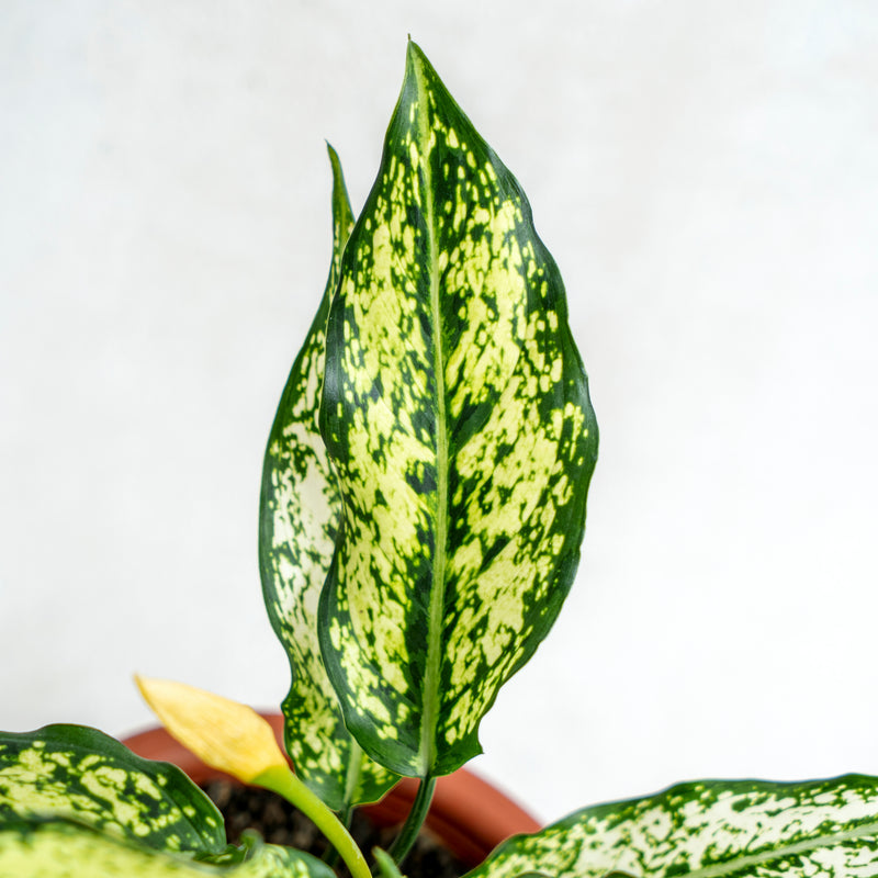 jenis aglaonema snow white Snow White Aglaonema in Square White Pot