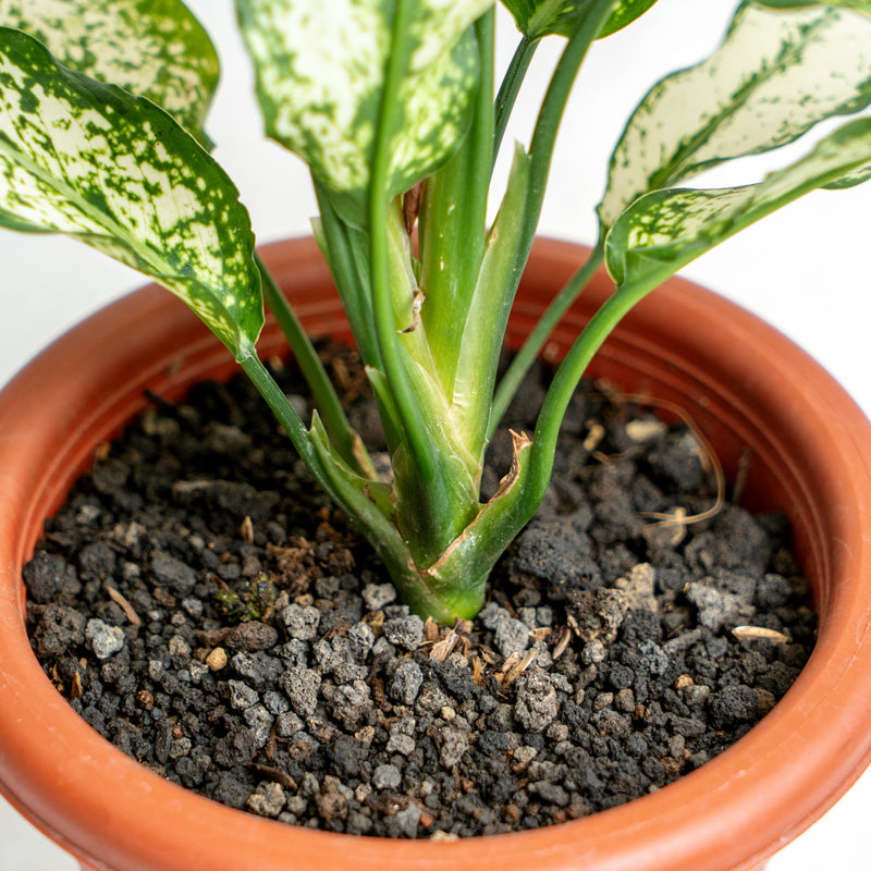 jenis aglaonema snow white Snow White Aglaonema in Square White Pot