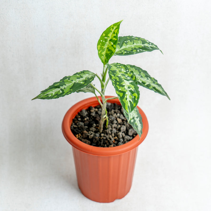 Aglaonema Pictum Tricolor