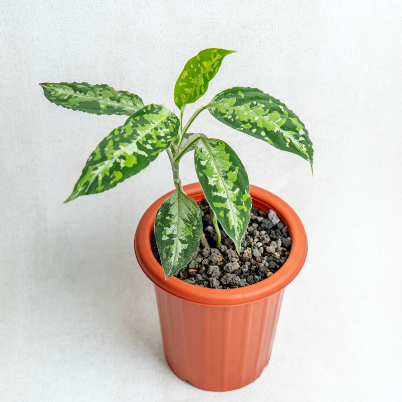Aglaonema Pictum Tricolor