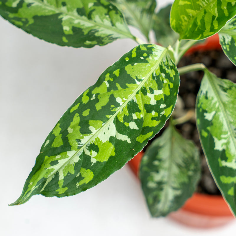 Aglaonema Pictum Tricolor