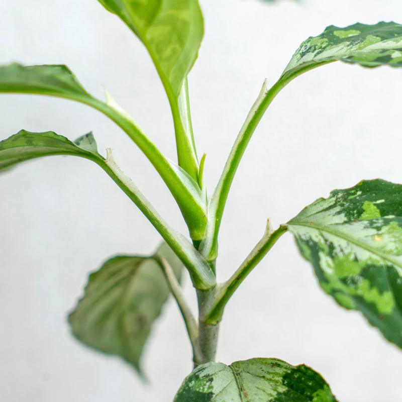 Aglaonema Pictum Tricolor