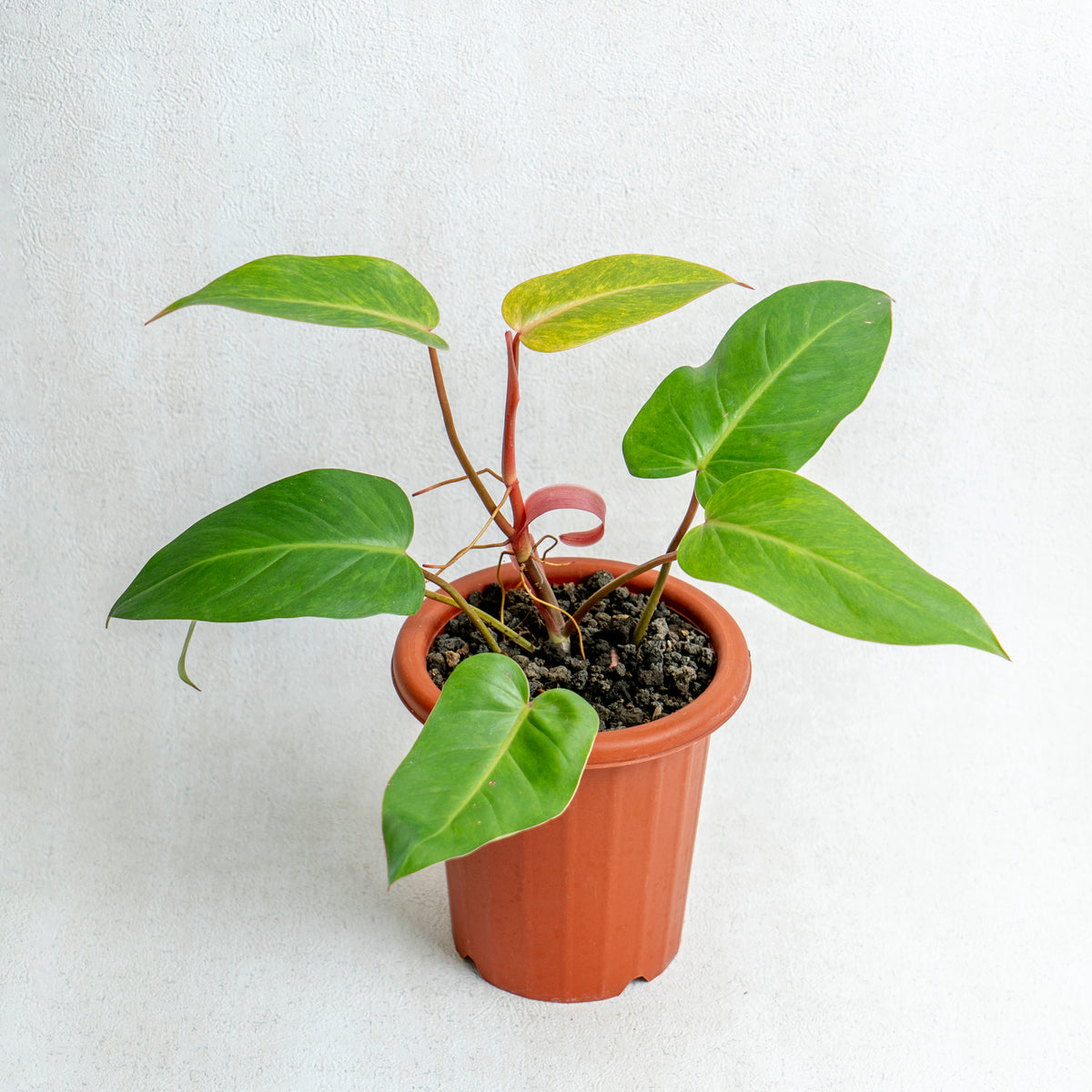 Philodendron Painted Lady — Aroidasia