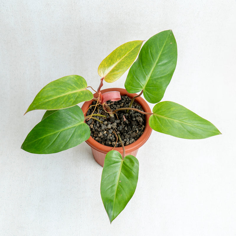 Philodendron Painted Lady