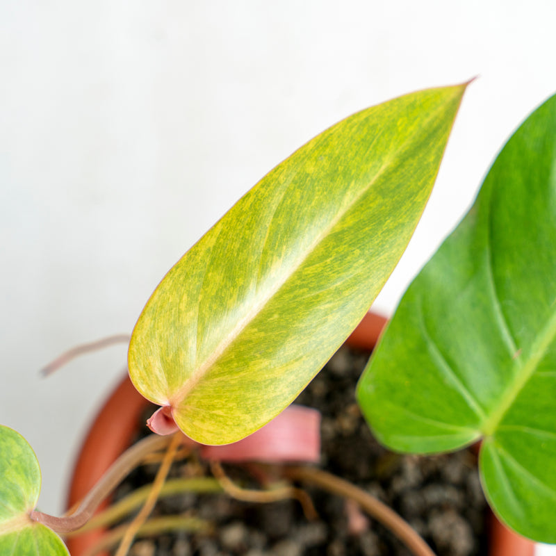 Philodendron Painted Lady
