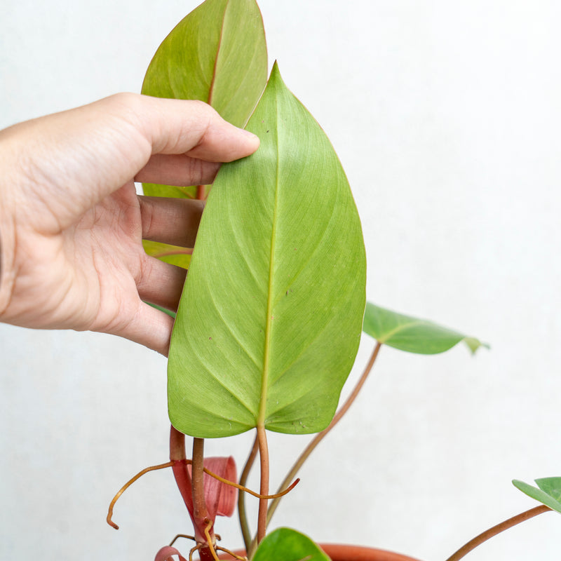 Philodendron Painted Lady