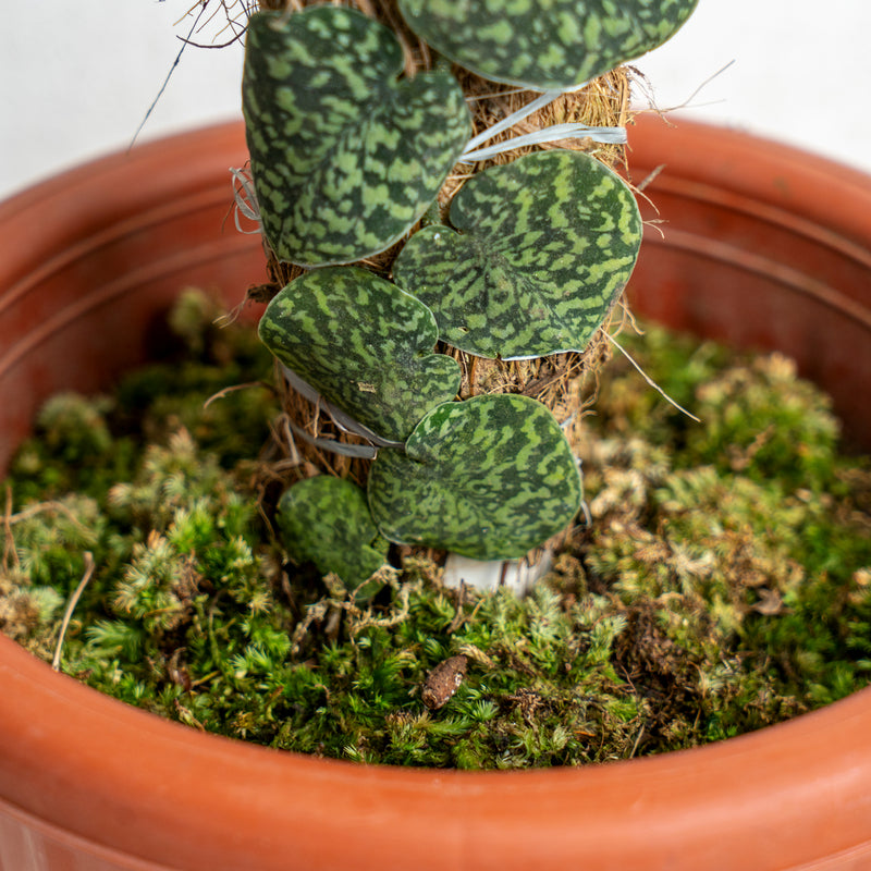 scale on snake plants Scindapsus Snake Scale — Aroidasia