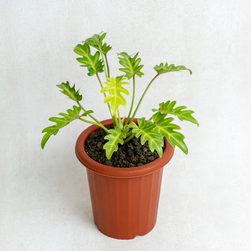 Philodendron Golden Xanadu