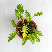 philodendron golden xanadu Philodendron Golden Xanadu — Aroidasia