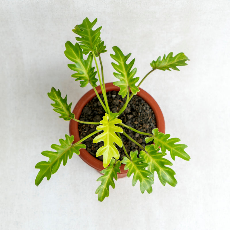 xanadu golden philodendron Philodendron Golden Xanadu — Aroidasia