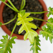 xanadu golden philodendron Philodendron Golden Xanadu — Aroidasia