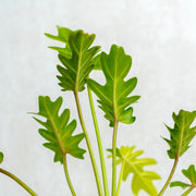golden xanadu philodendron Philodendron Golden Xanadu — Aroidasia