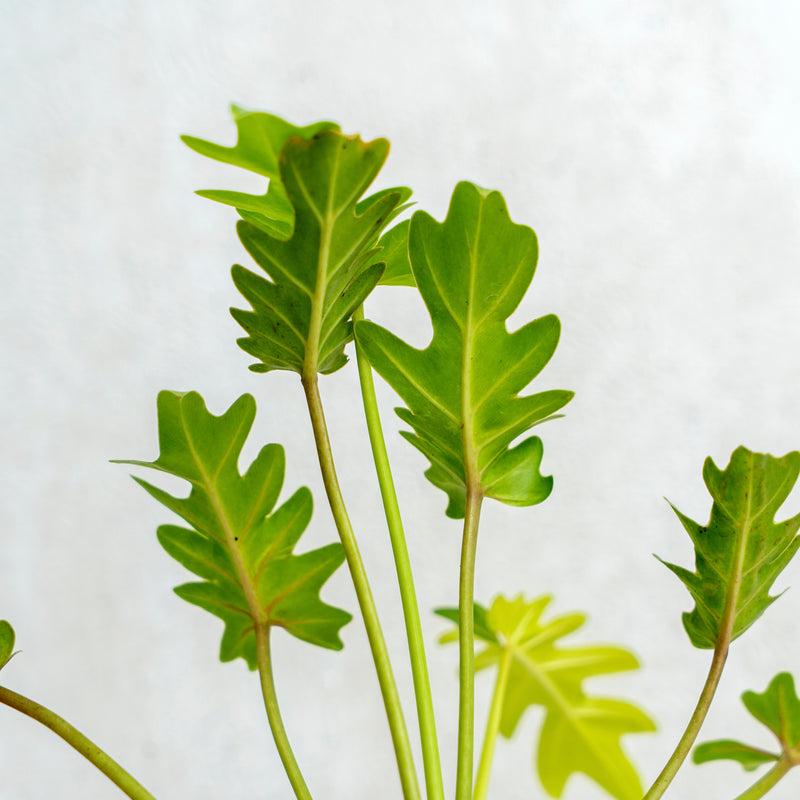 philodendron golden xanadu Philodendron Golden Xanadu — Aroidasia