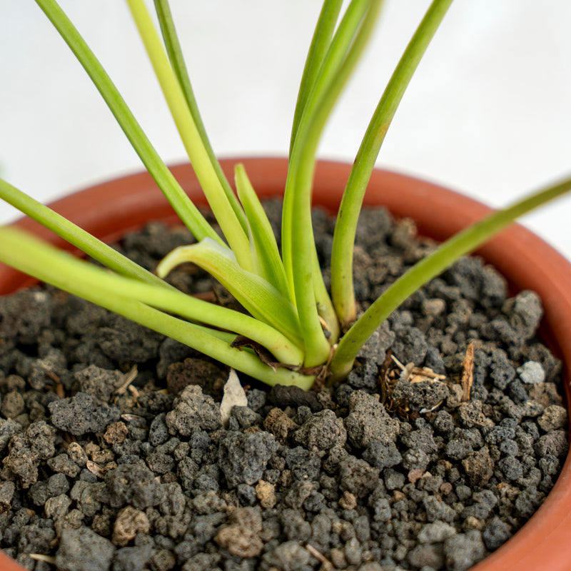 Philodendron Golden Xanadu