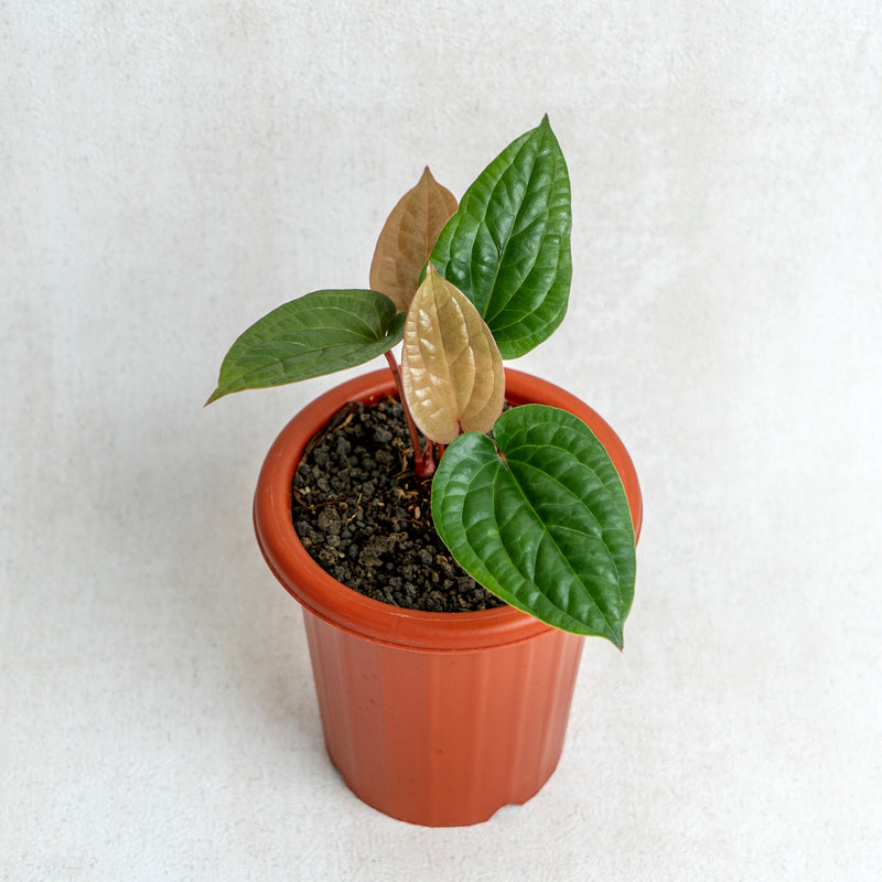 Anthurium Luxurian Hybrid (Radicans)