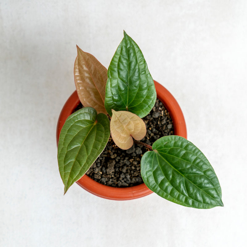 Anthurium Luxurian Hybrid (Radicans)