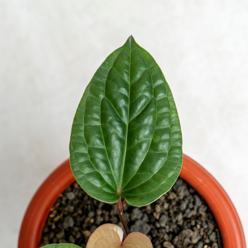 Anthurium Luxurian Hybrid (Radicans)