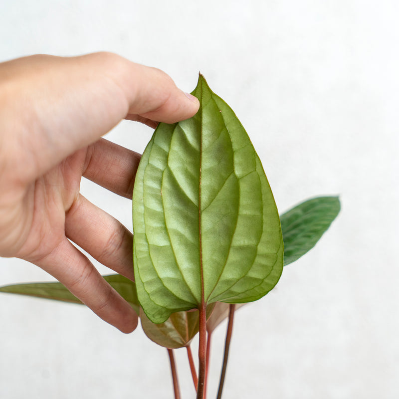 Anthurium Luxurian Hybrid (Radicans)