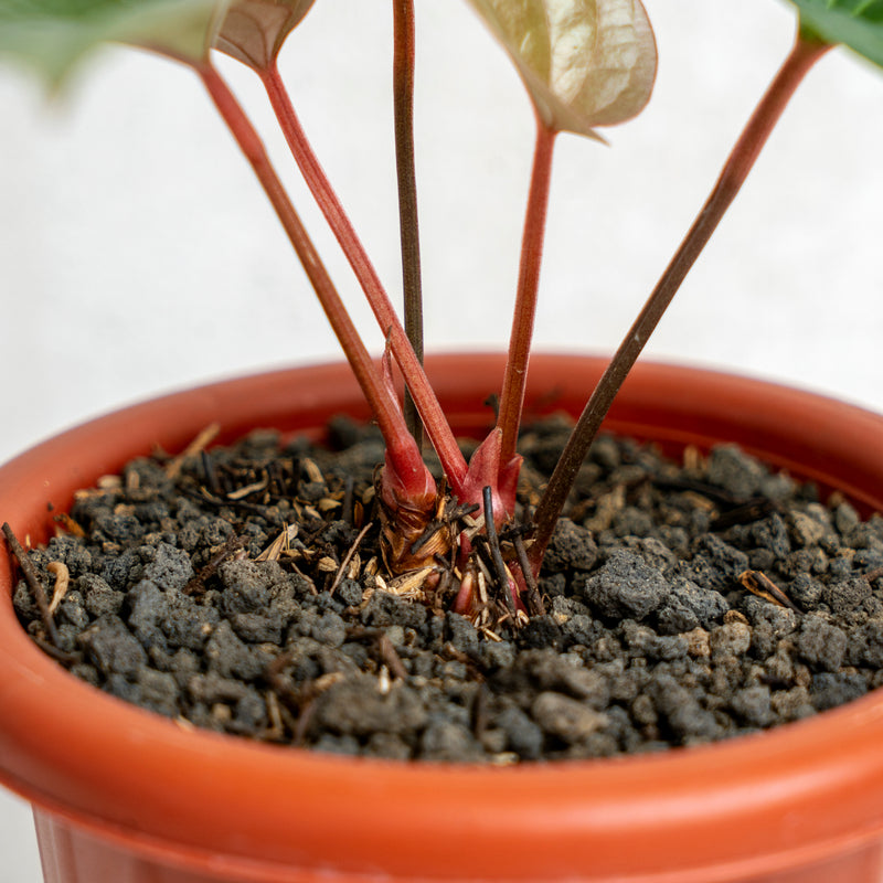 Anthurium Luxurian Hybrid (Radicans)