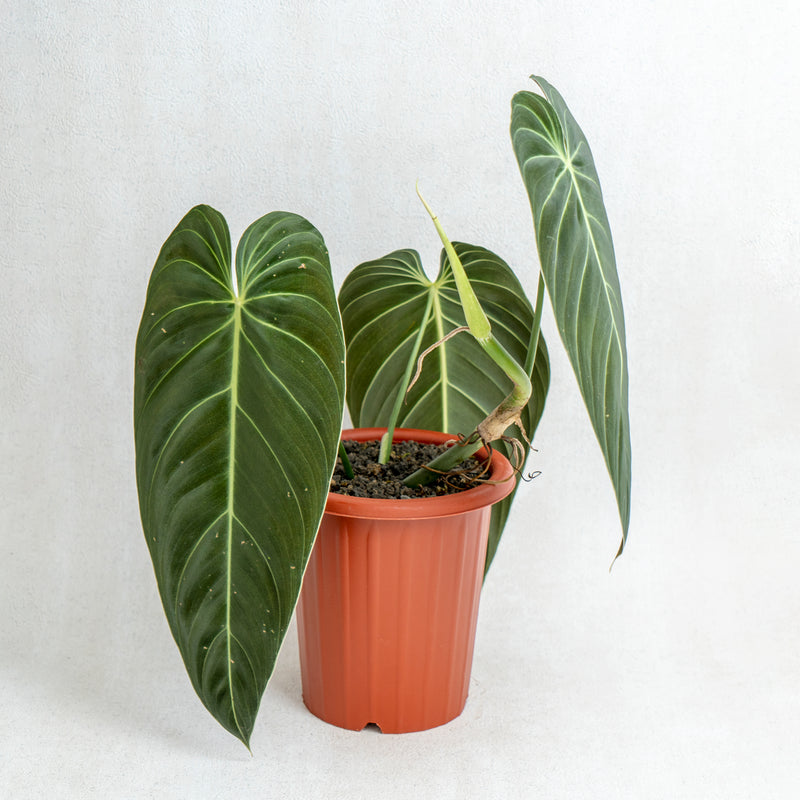 Philodendron Melanochrysum Long Leaves