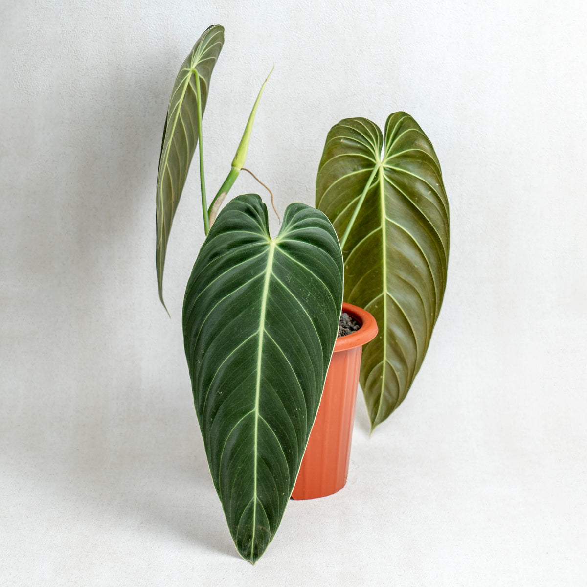 buy philodendron melanochrysum Philodendron Melanochrysum Long Leaves — Aroidasia