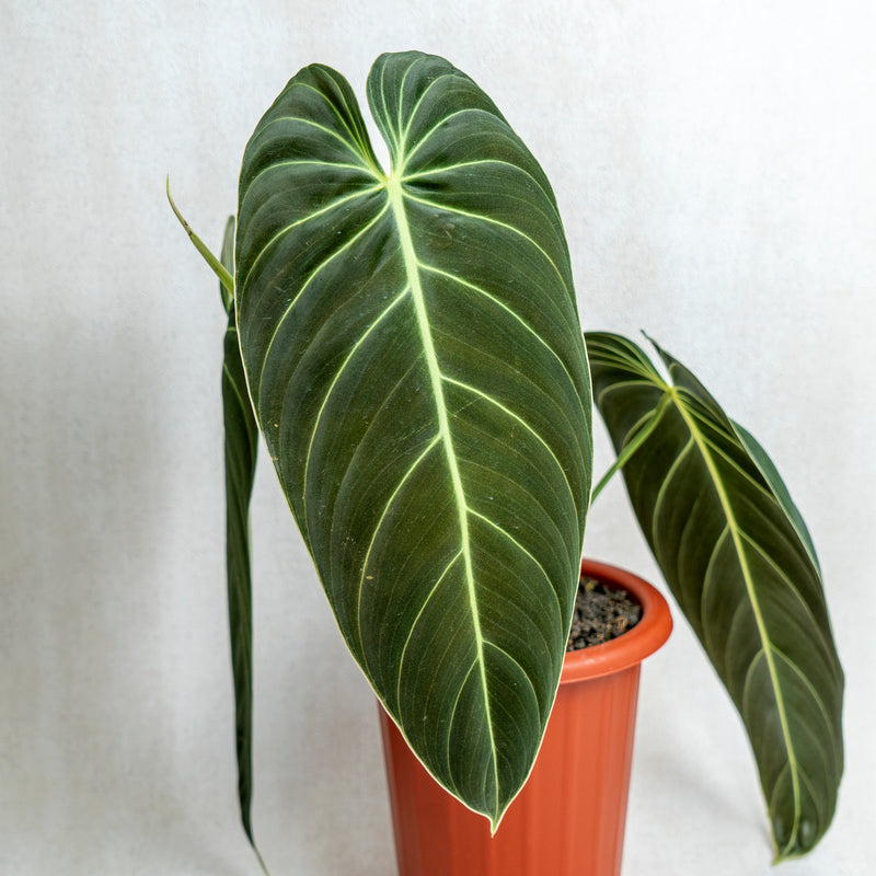 Philodendron Melanochrysum Long Leaves